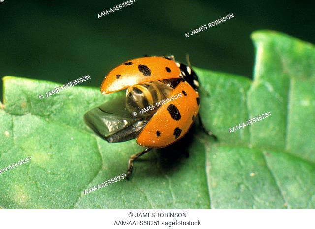 Ladybug Beetle spreads elytra, exposing flight wings (Hippodamia convergens)