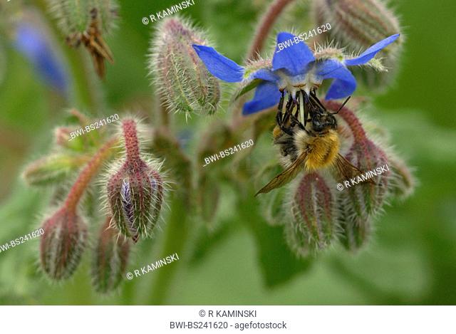 bumble bee Bombus spec., sucking nectar at borage flowers, Germany, Brandenburg