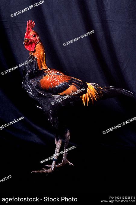 In the photo the race Modern Game Chickens male...The Modern Game is a breed of ornamental chicken which originated in England between 1850 and 1900