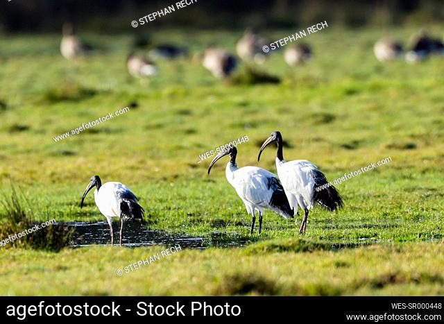 Germany, Niendorf, Africa Sacred ibisses