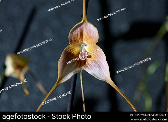 18 February 2023, Saxony, Leipzig: A so-called monkey orchid blooms in the Botanical Garden of the University of Leipzig