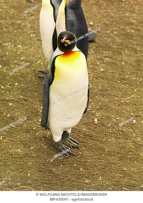 King Penguin (Aptenodytes patagonicus), Macquarie Island, Australian Antarctic