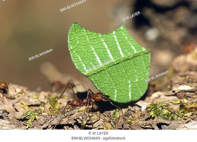 Leaf-cutting ant Atta cephalotes, It carries a page