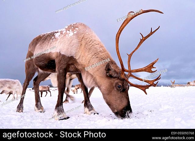 Portrait of a reindeer with massive antlers digging in snow in search of food, Tromso region, Northern Norway