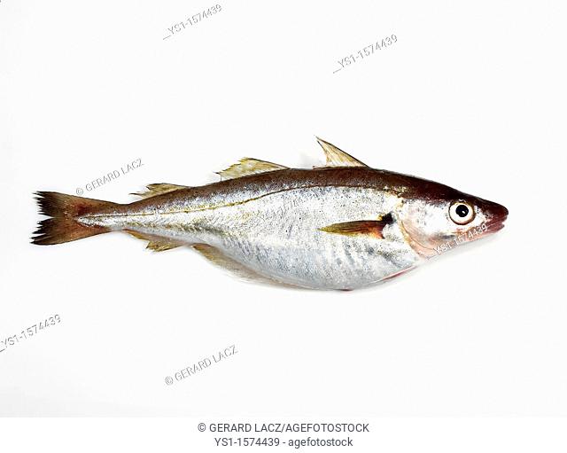 Fresh Whiting, merlangius merlangus, Fish against White Background