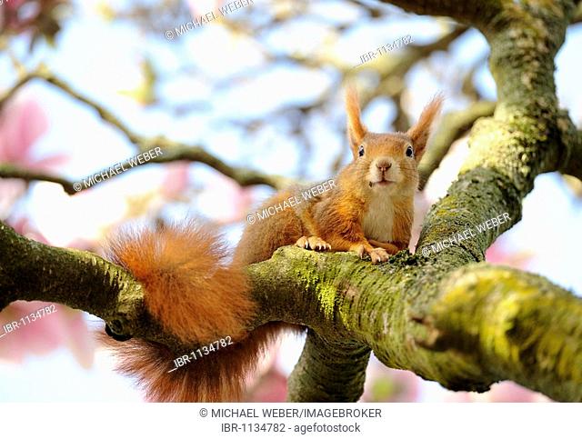 Red Squirrel or Eurasian Red Squirrel (Sciurus vulgaris) in a Saucer Magnolia (Magnolia x soulangeana) amabilis cultivar