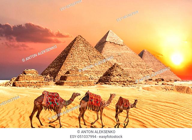 Camel caravan near the Giza Pyramids of Egypt