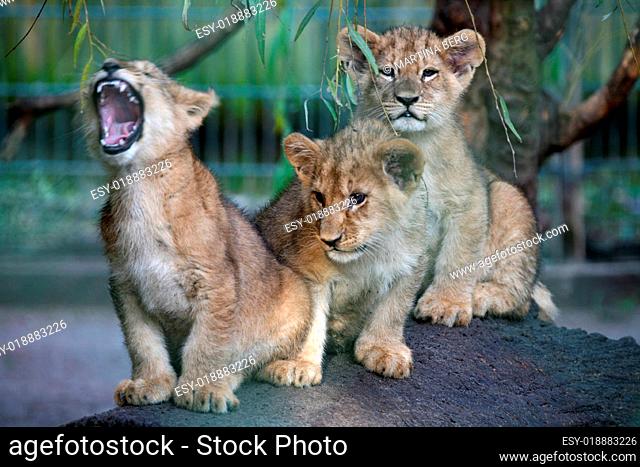 Baby-Löwen