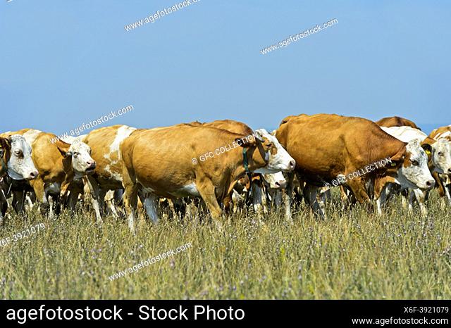 Herd of Simmental cattle on a pasture in the Langen Lacke conservation zone, Neusiedlersee â. “ Seewinkel National Park, Apetlon, Burgenland, Austria