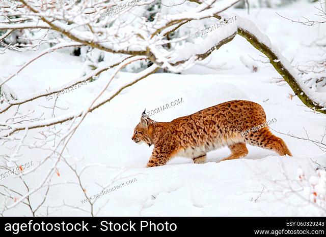 Luchs (Lynx lynx) im Winter im Tier-Freigelände im Nationalpark Bayrischer Wald, Deutschland. Eurasian lynx (Lynx lynx) in the snow in the animal enclosure in...