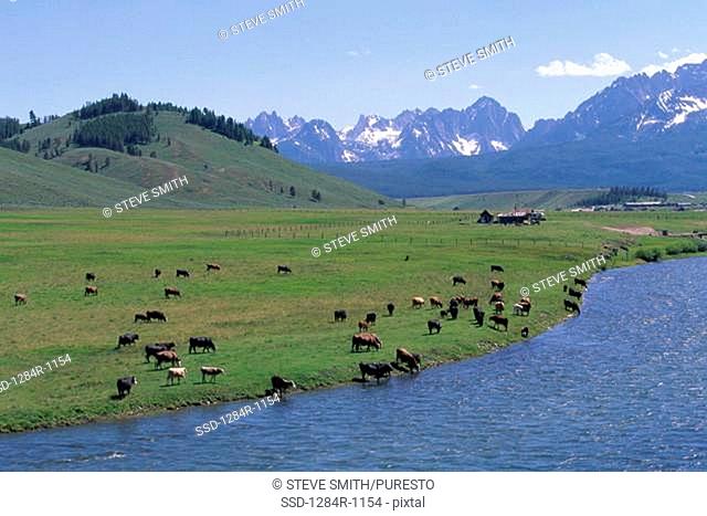 Panoramic view of cattle on a grassy field near a river, Salmon River, Stanley, Idaho, USA