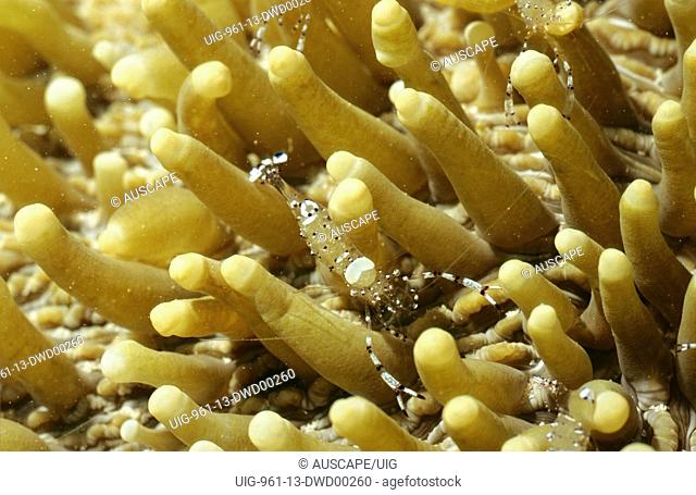 Commensal shrimp on a mushroom coral, Heliofungia actiniformis, Osprey Reef, Coral Sea, Australia