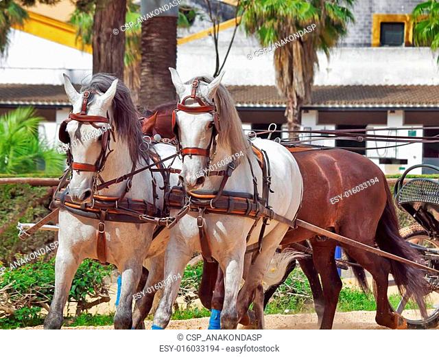 beautiful breed carriage horses in Andalusia, Spain