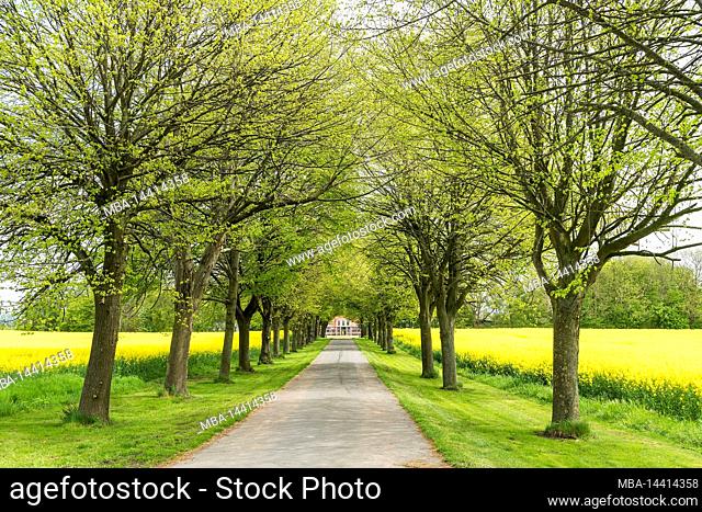 Germany, Schleswig-Holstein, Sönderbyhof, linden avenue, blooming rape fields