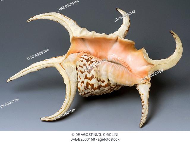 Chiragra spider conch (Lambis chiragra or Harpago chiragra), Littorinimorpha.  Private Collection