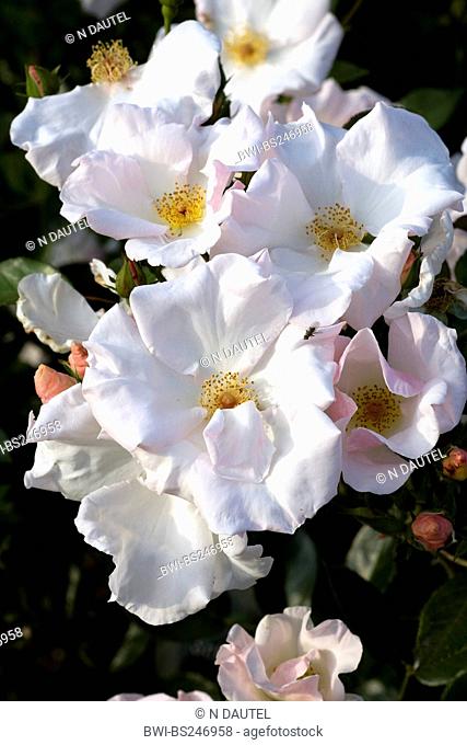 ornamental rose Rosa 'Schneeschirm', Rosa Schneeschirm, cultivar Schneeschirm