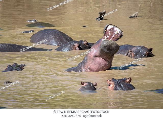 Several Common hippopotamus (Hippopotamus amphibius) bathe in the muddy water at Maasai Mara National Park, Kenya