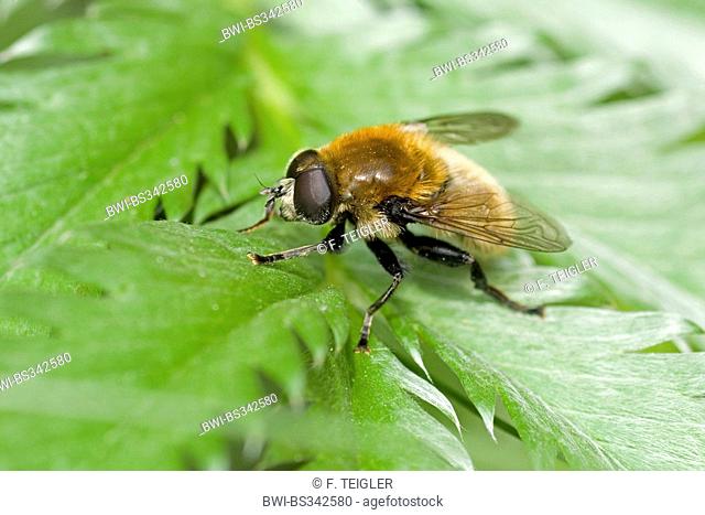 Greater bulb fly, Narcissus Fly (Merodon equestris), sitting on a leaf, Germany