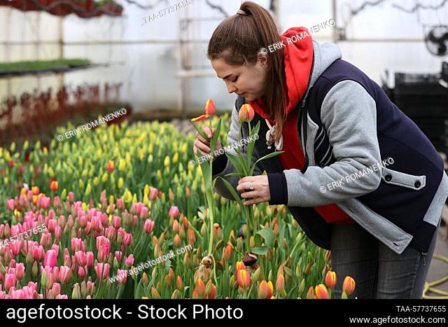 RUSSIA, ROSTOV REGION - MARCH 7, 2023: A worker harvests tulips in a greenhouse run by the OOO Talan company in the village of Olginskaya, in southwest Russia