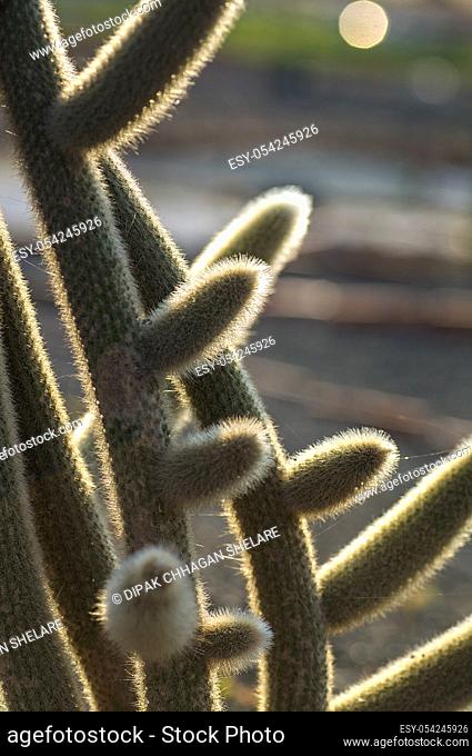 closeup of Cactus plant in park