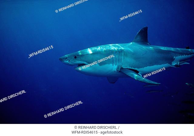 Great White Shark, Carcharodon carcharias, Dangerous Reef Neptune Island, Australia