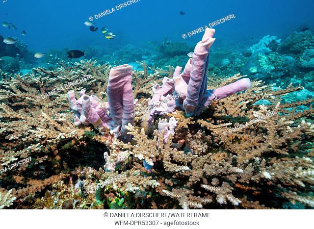Pink Sponge in Coral Reef, Porifera, Tanimbar Islands, Moluccas, Indonesia