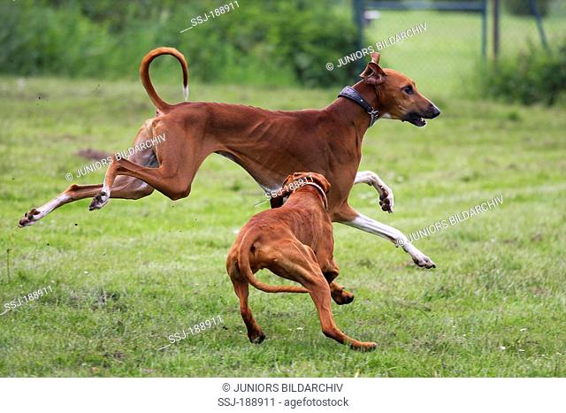 Azawakh and Hungarian Vizsla running on a meadow. Germany