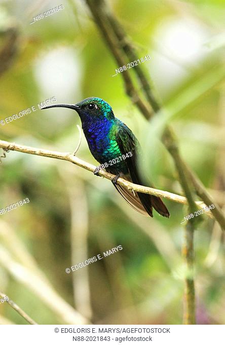 Lazuline hummingbird San Eusebio Cloud Forest Merida Venezuela