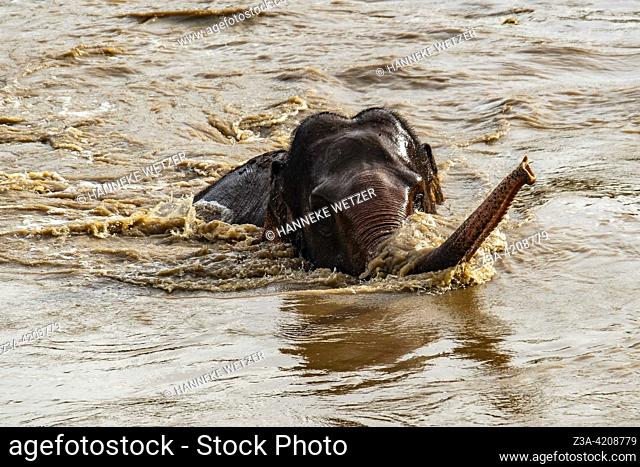 Elephant swimming in the river at the Elephant Nature Park, a sanctuary and rescue centre for elephants in Mae Taeng District, Chiang Mai Province
