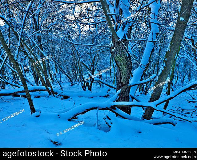 Europe, Germany, Hessen, Central Hesse, Marburg-Biedenkopf district, Amöneburg basin, winter mood in the Brückerwald nature reserve, locust trees
