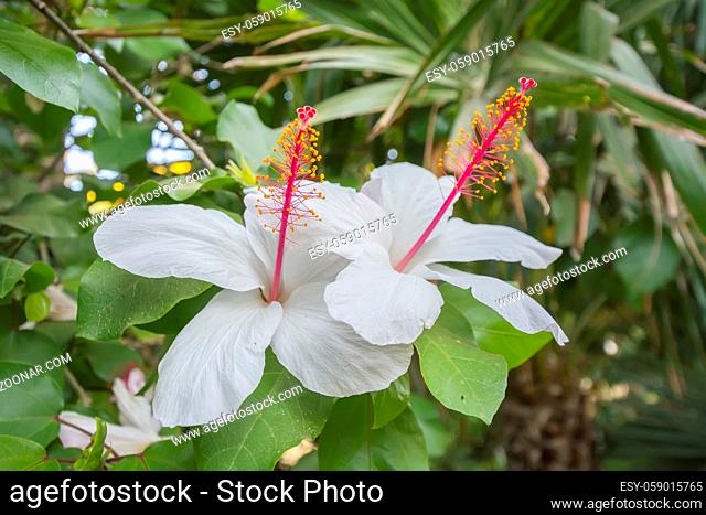 White Hibiscus flowers in a beautiful garden