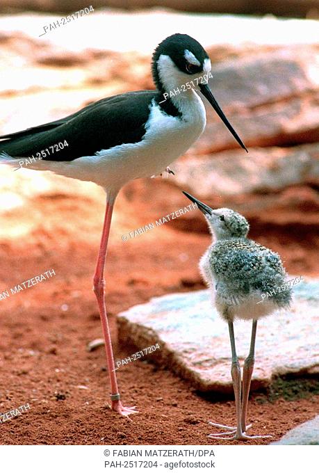 A mother black-winged stilt standing on one leg with her baby, which hatched on 2 August, at Frankfurt Zoo in Germany, on 21 August 1997