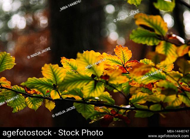 Germany, North Rhine-Westphalia, Furlbach valley, forest, autumn