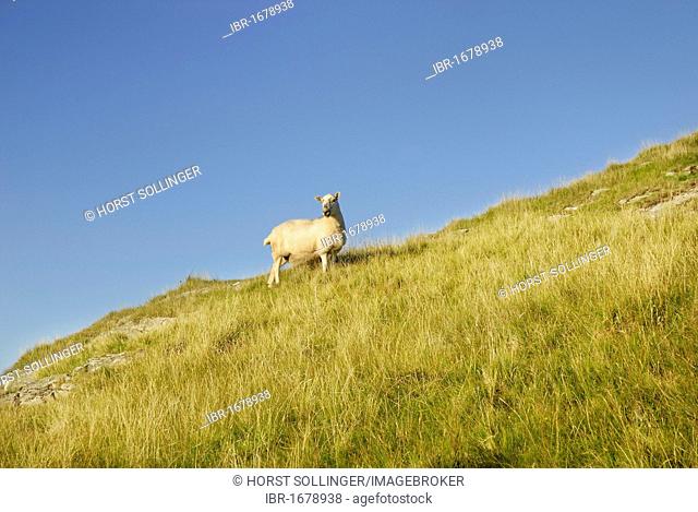 Curious sheep grazing on a steep pasture, Torr Head, County Antrim, Northern Ireland, United Kingdom, Europe