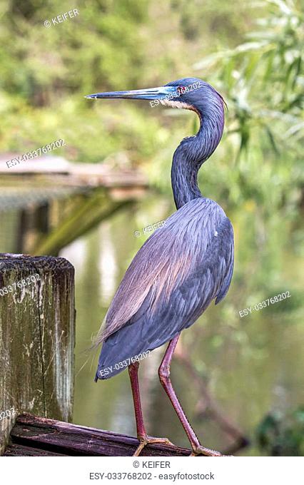 A tricolor heron perches on a fence overlooking a Florida wetland