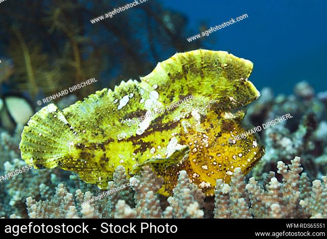 Yellow Leaf Fish, Taenionotus triacanthus, Bali, Indonesia