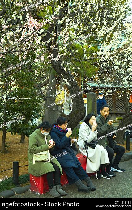 Japan, Tokyo, Yushima Tenmangu Shrine, plum blossom festival, people,