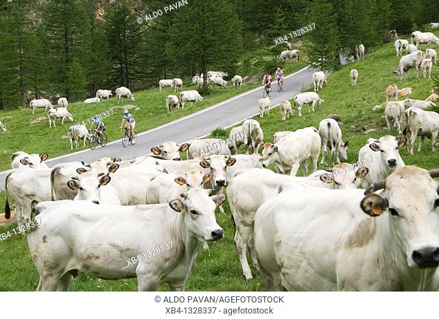 Cows and cyclists, Colle della Lombarda mountain pass, Piedmont, Italy