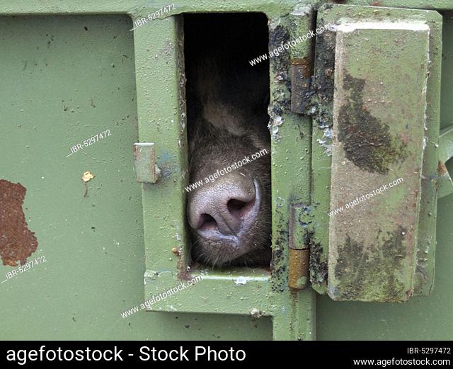 Spectacled Bear (Tremarctos ornatus), in transport box, preparation for releasing, Santa Martha animal rescue center, province Pichincha, Ecuador, Andean Bear