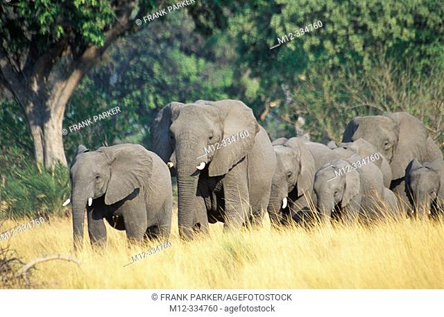 Elephant breeding herd walking through dry grass to find water, Okavango Delta, Botswana