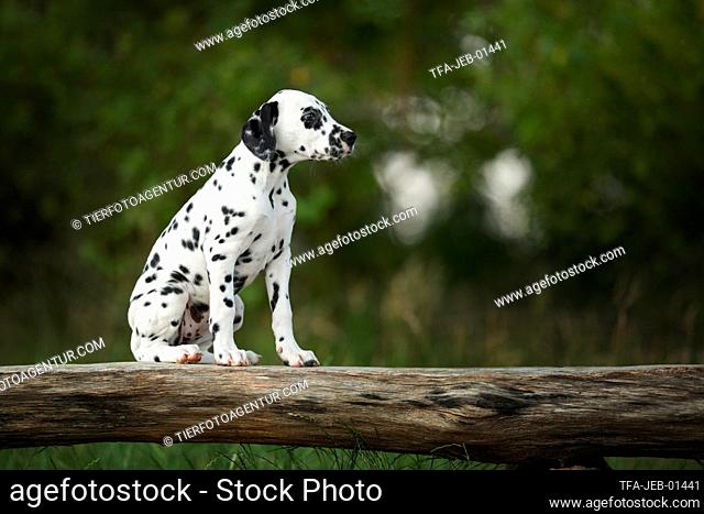 Dalmatian Puppy
