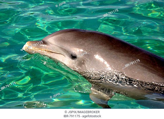 Common Bottlenose Dolphin (Tursiops truncatus), portrait, Caribbean, Roatan, Honduras, Central America