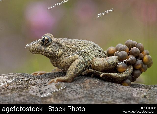 Common midwife toad (Alytes obstetricans), with eggs, Rhineland-Palatinate, Germany, Europe