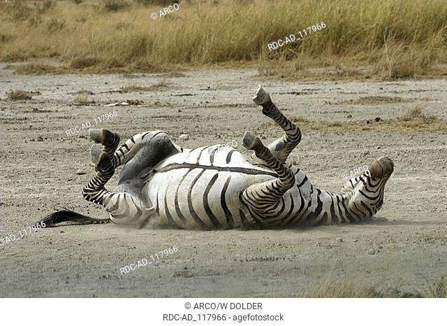 Common Zebra dust bathing Amboseli national park Kenya Equus quagga burchelli Burchell's Zebra