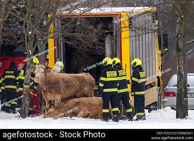 Police and the veterinary administration helped capture free-range cattle in Hradec Kralove, Czech Republic, February 10, 2021
