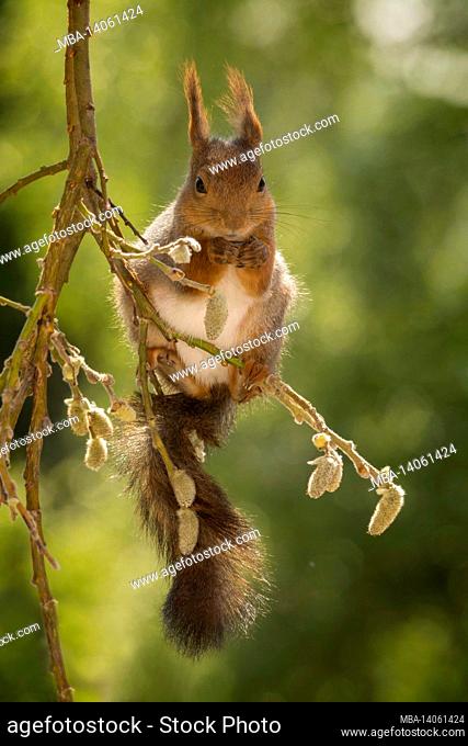 close up of red squirrel standing on willow branches looking at the viewer