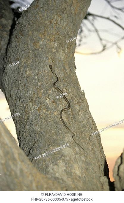 Boomslang Dispholidus typus Common African Tree Snake - On tree trunk