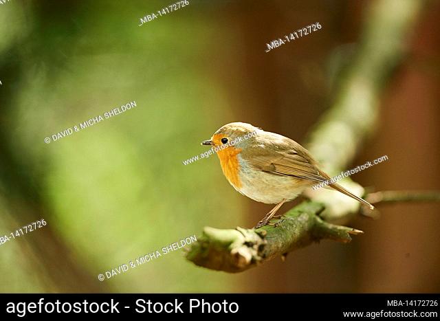european robin (erithacus rubecula) sitting on a branch, bavaria, germany
