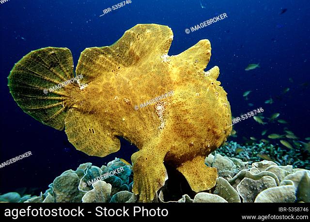 Giant Anglerfish, Panglao, Bohol Sea, Philippines (Antennarius commersonii), Giant anglerfish, Bohol Sea, side, Philippines, Asia