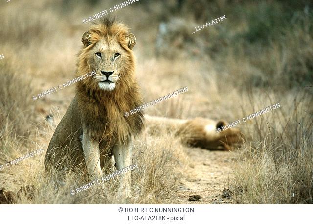 Lion Panthera leo Pair in the Bushveld  Thornybush Private Game Reserve, Mpumalanga Province, South Africa